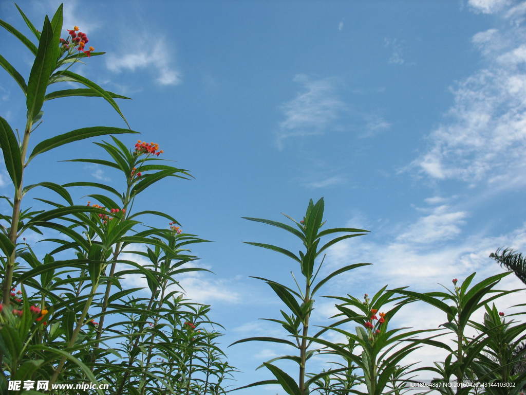 户外植物特写