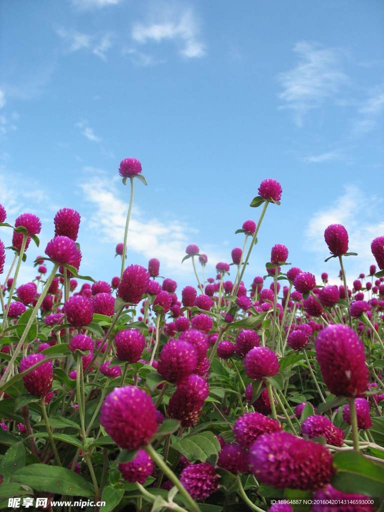 鲜花高清特写