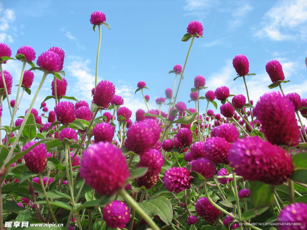 鲜花场景 鲜花特写