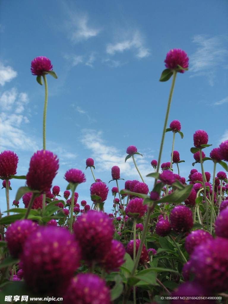 鲜花场景 鲜花特写