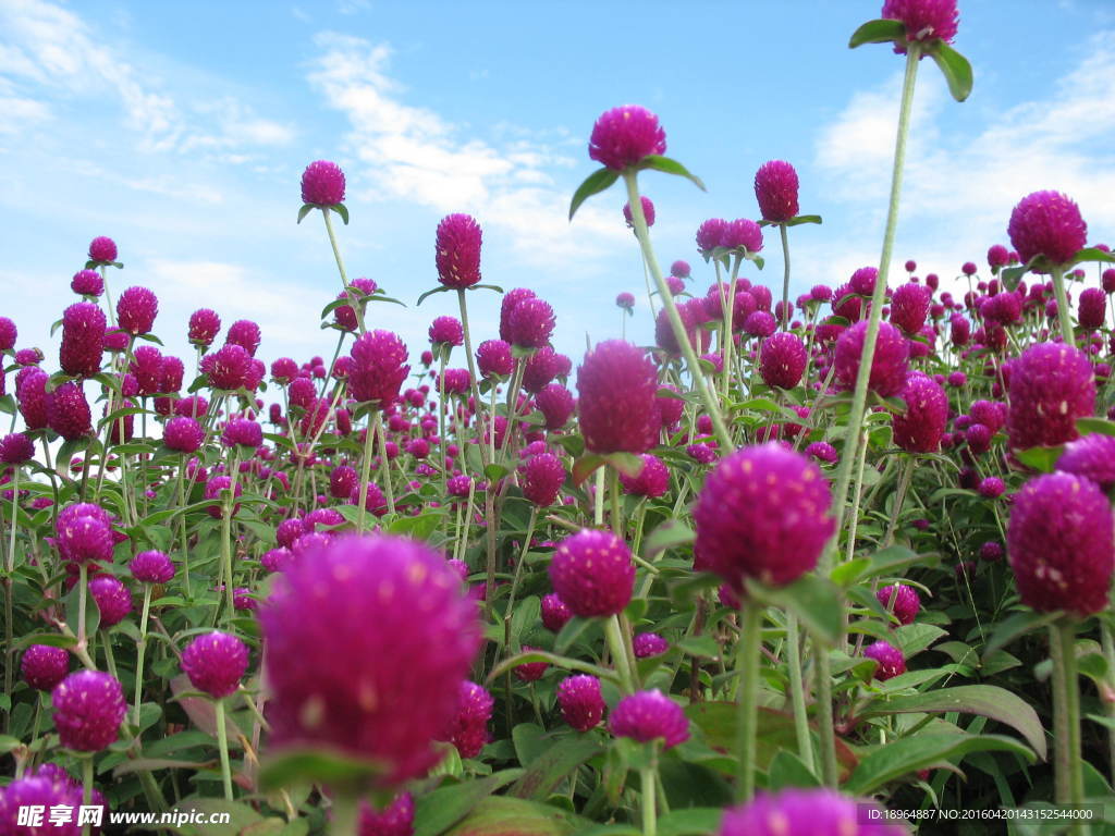 鲜花场景 鲜花特写