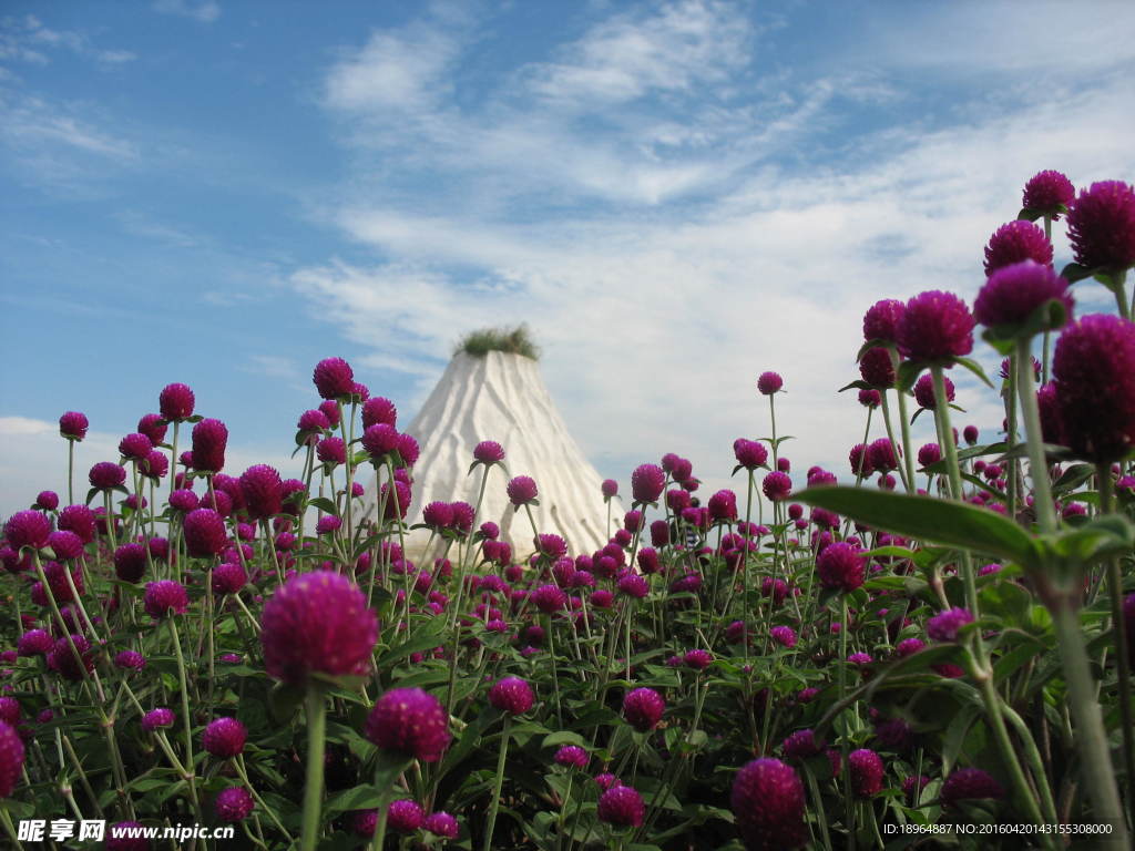 户外鲜花场景