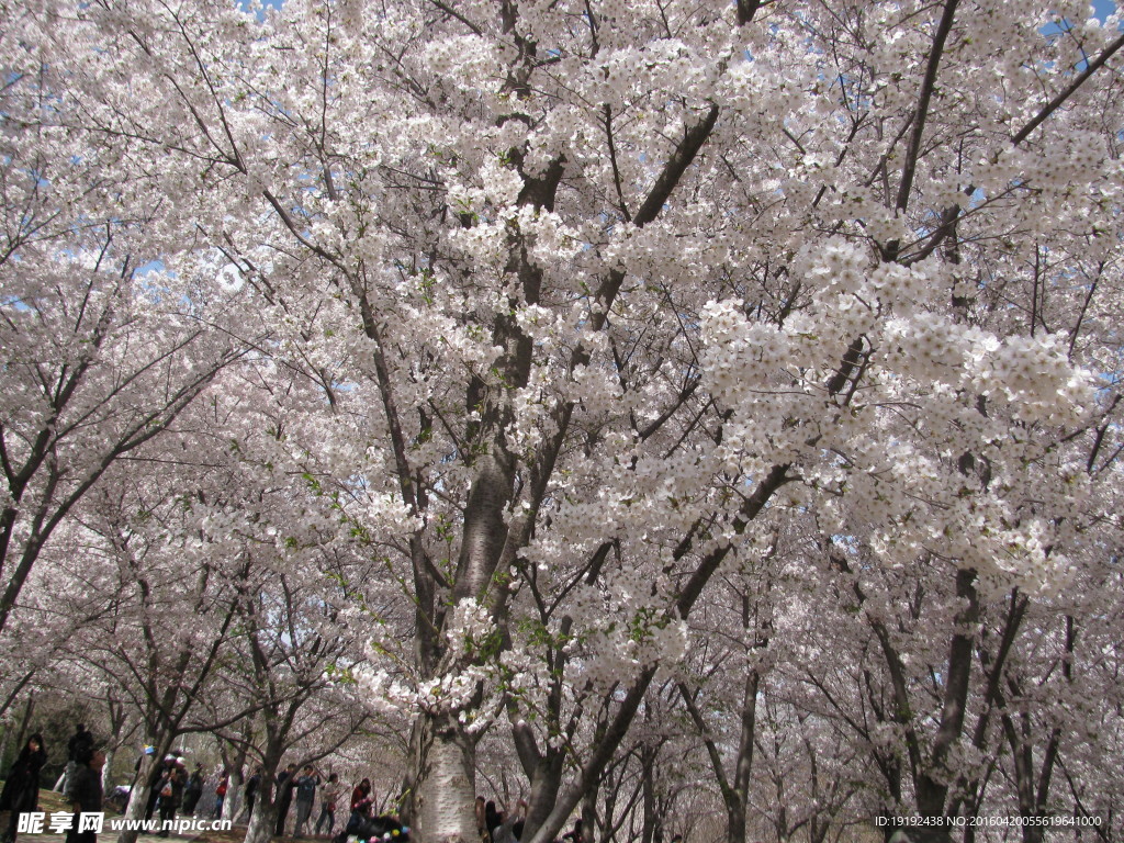 樱花