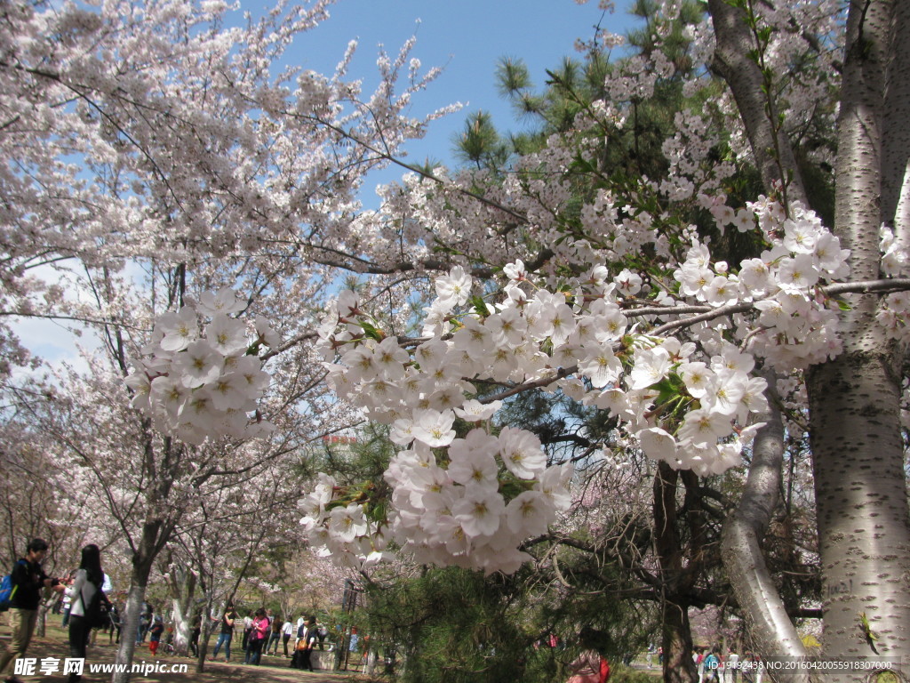 樱花