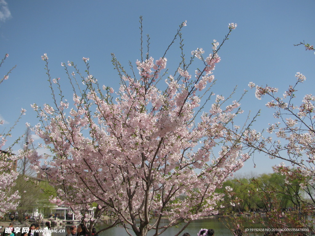 樱花