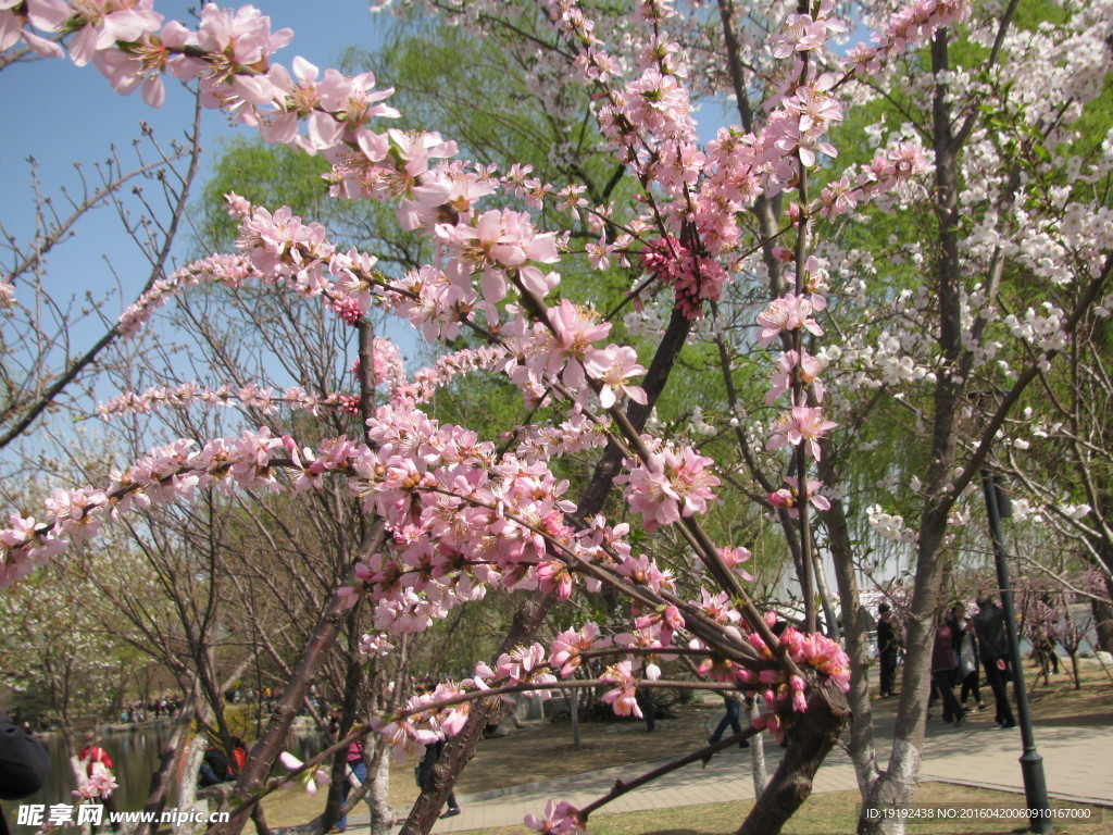 梅花
