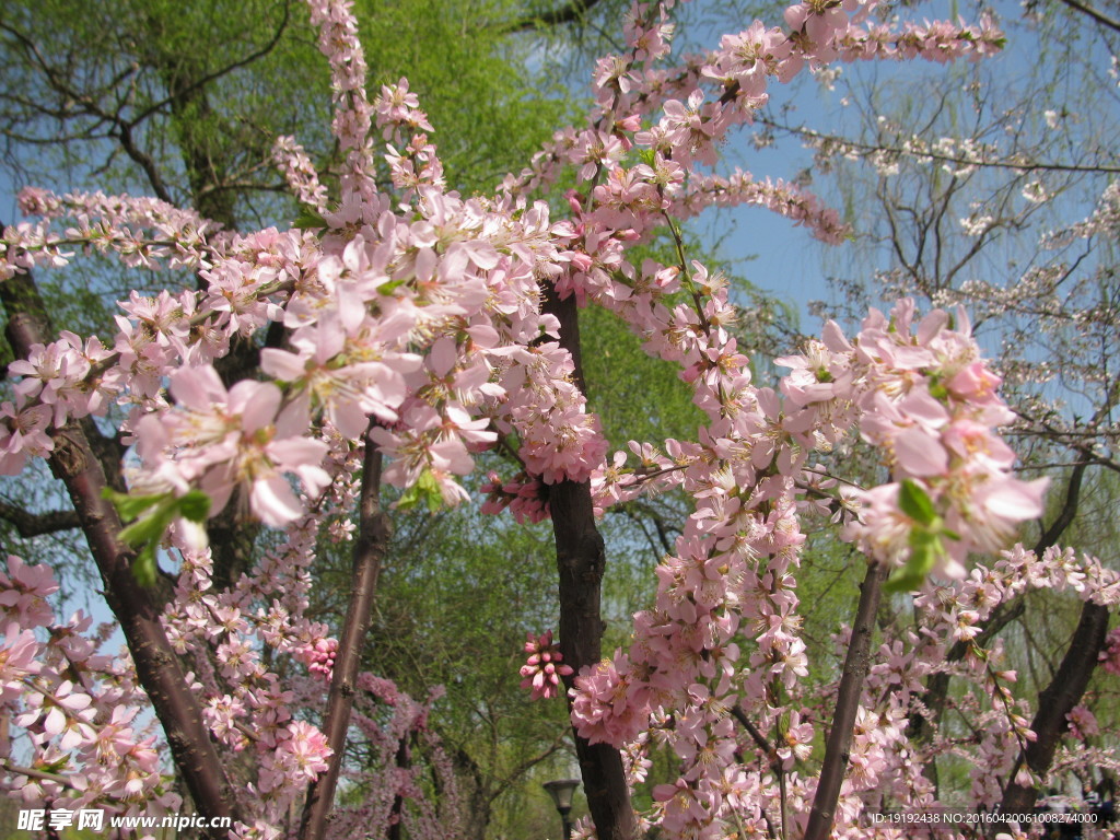 梅花