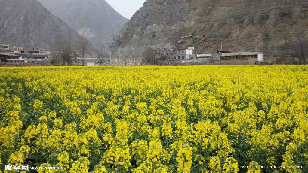 油菜花