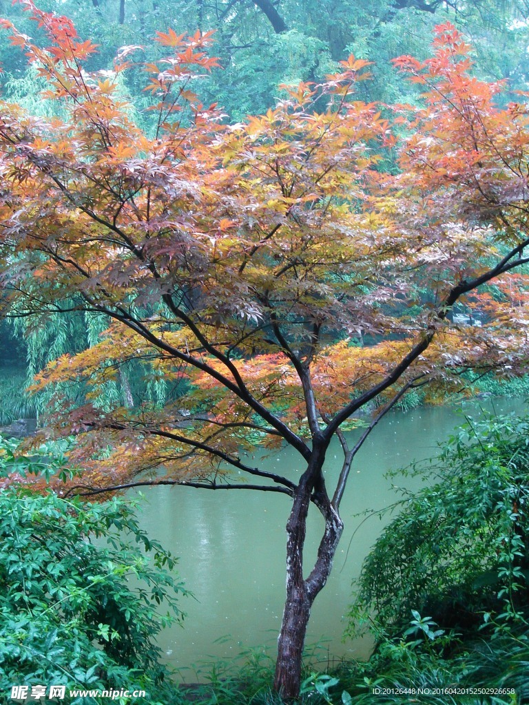 杭州西湖雨景 枫叶