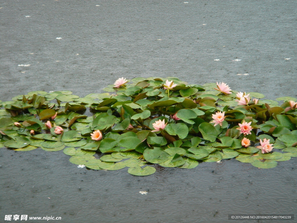 杭州西湖雨景 荷花