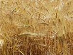 成熟的大麦
