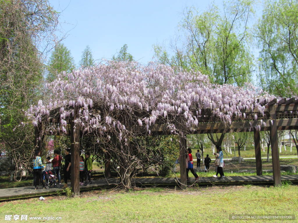 紫桐花