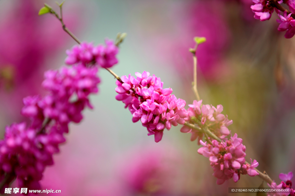 紫花