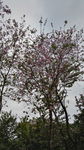 杜鹃花  杜鹃树 杜鹃