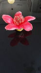 木棉花