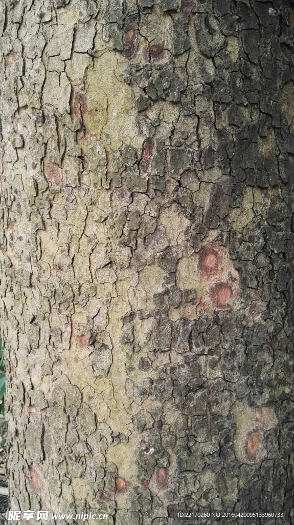 树皮