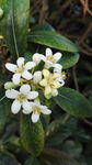 桂花  小白花 银桂