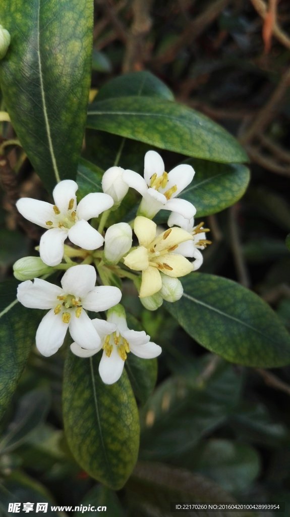 桂花  小白花 银桂