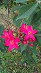 小红花