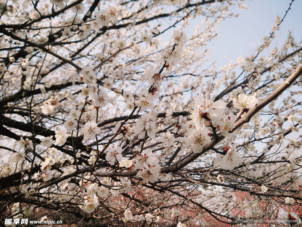 梅花