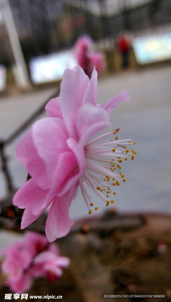 梅花