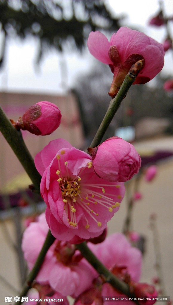 梅花