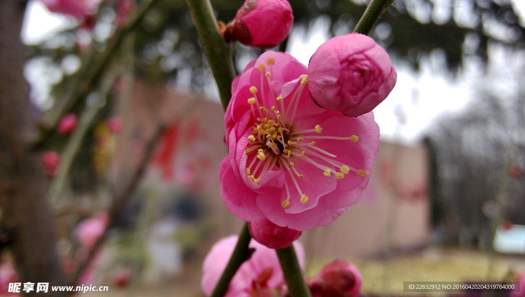 梅花