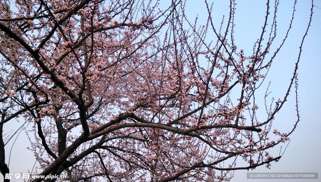 紫叶李