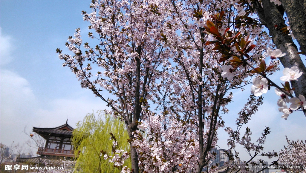 西安青龙寺