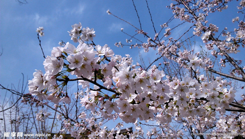 青龙寺樱花