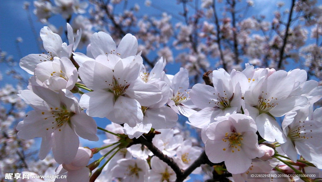 青龙寺樱花