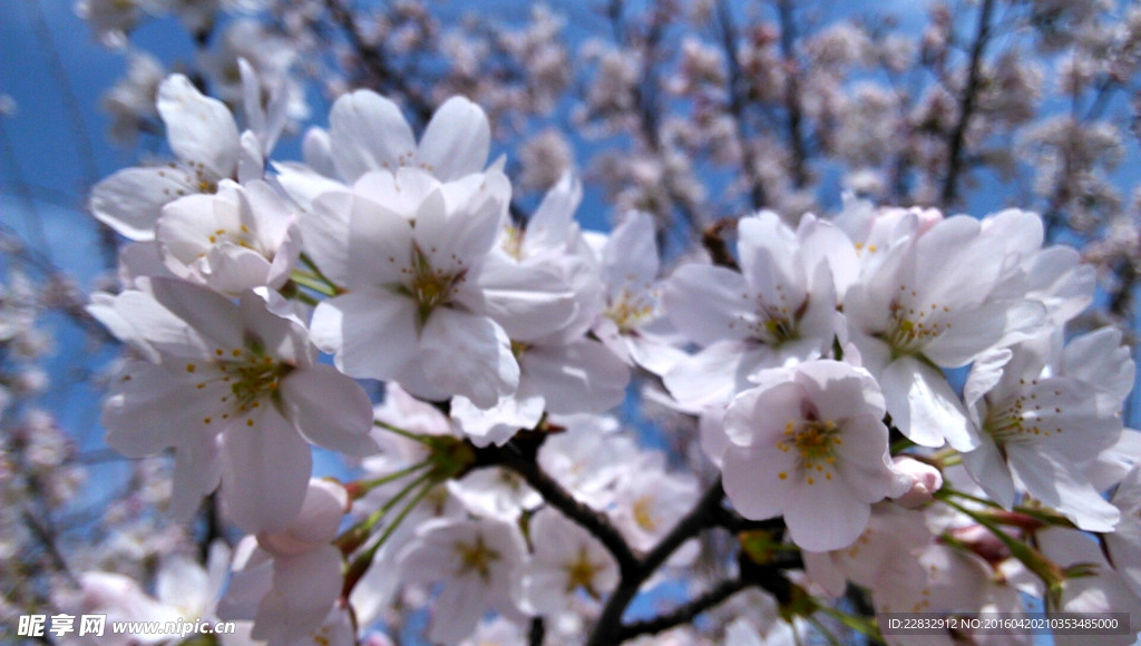 青龙寺樱花