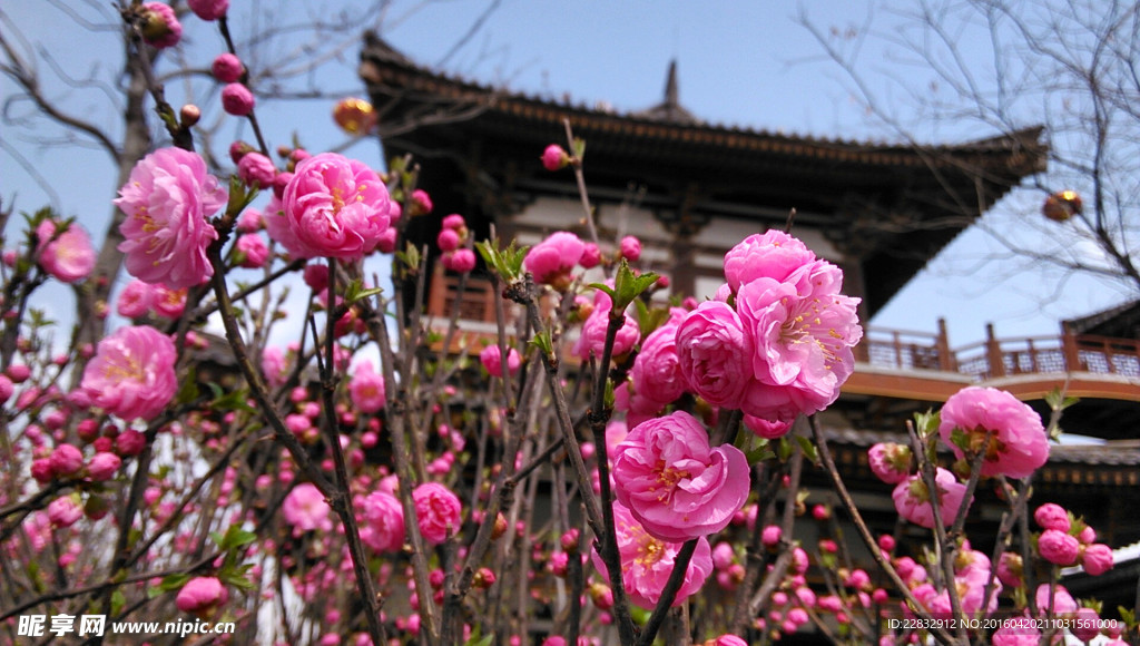 西安青龙寺