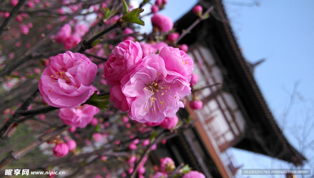 西安青龙寺