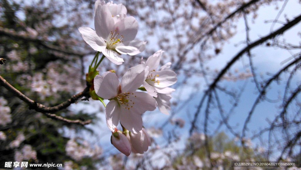 青龙寺樱花