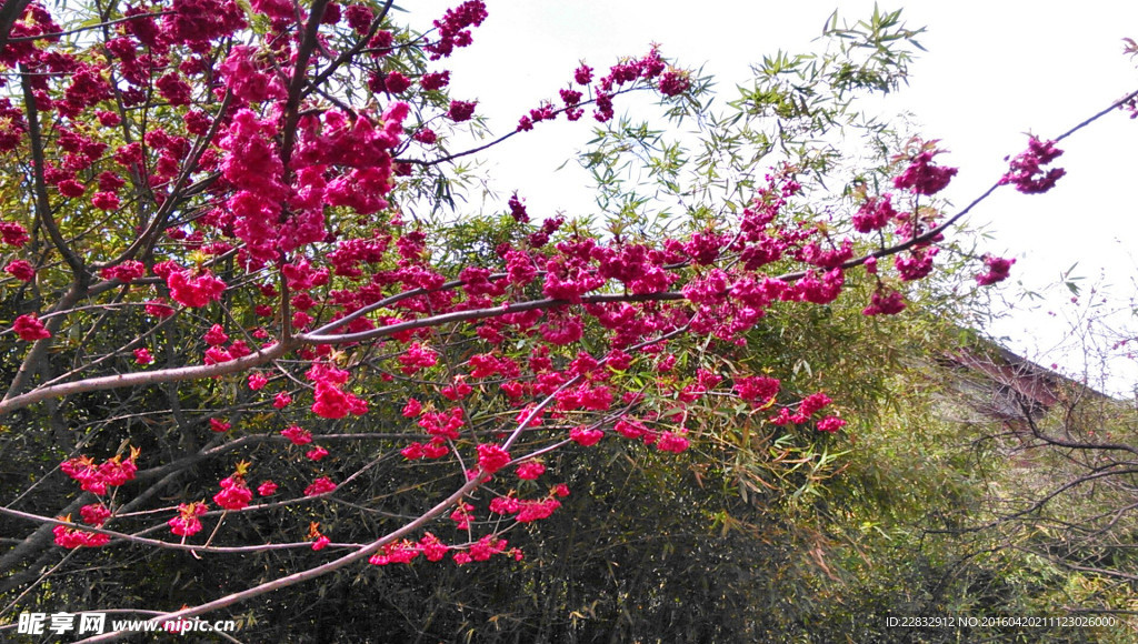 青龙寺樱花