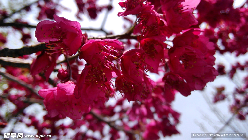 青龙寺樱花