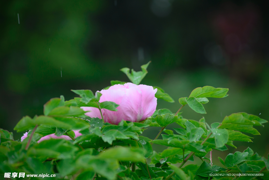 雨中牡丹花