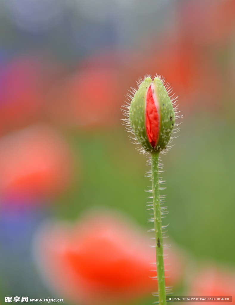 虞美人花苞