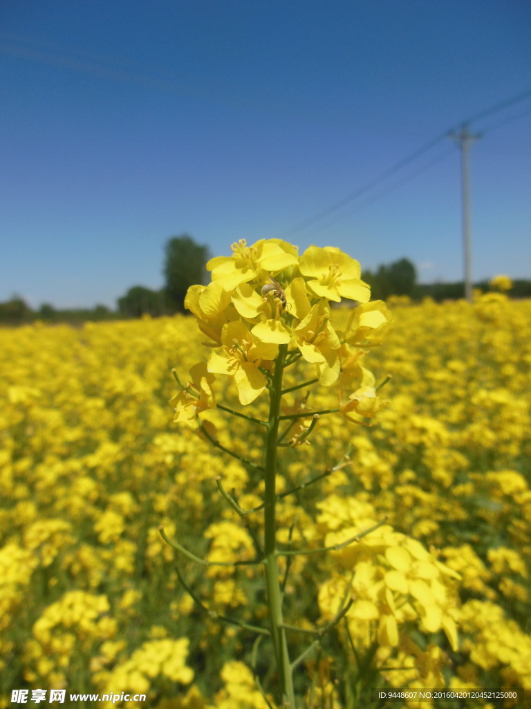 油菜花