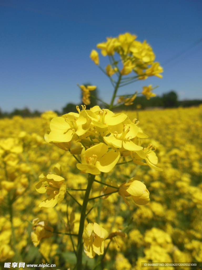 油菜花