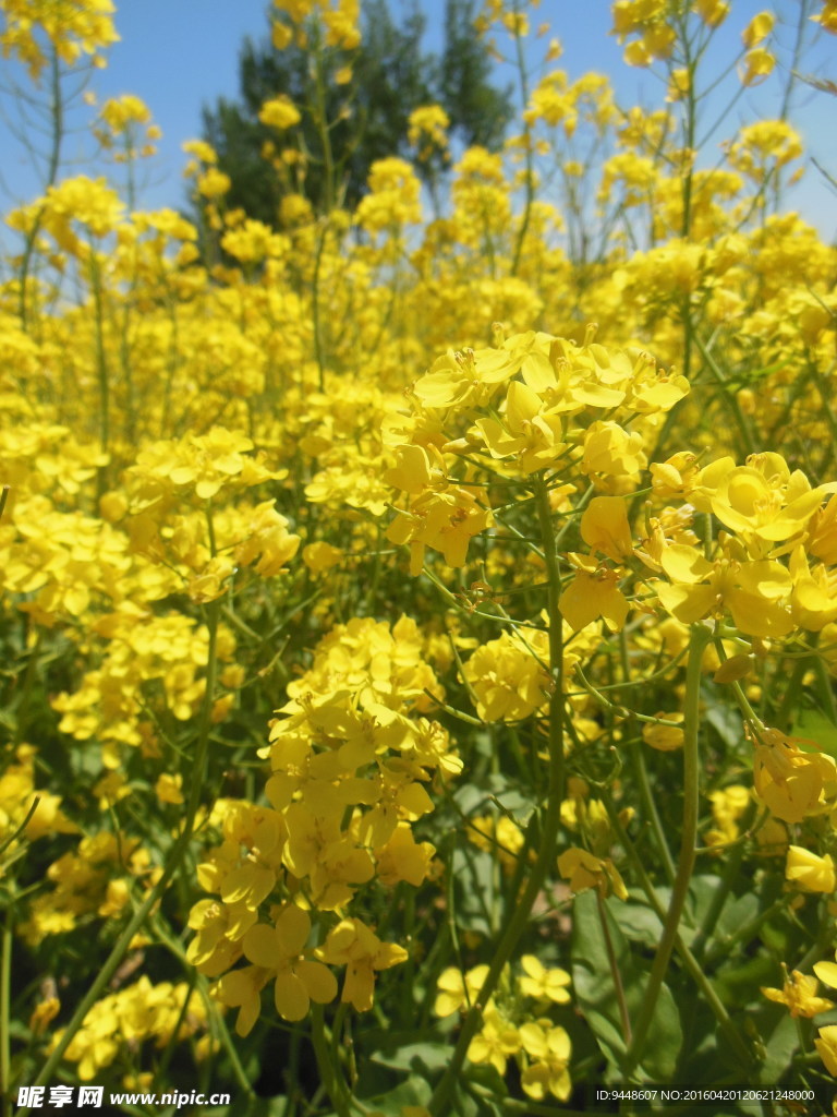 油菜花