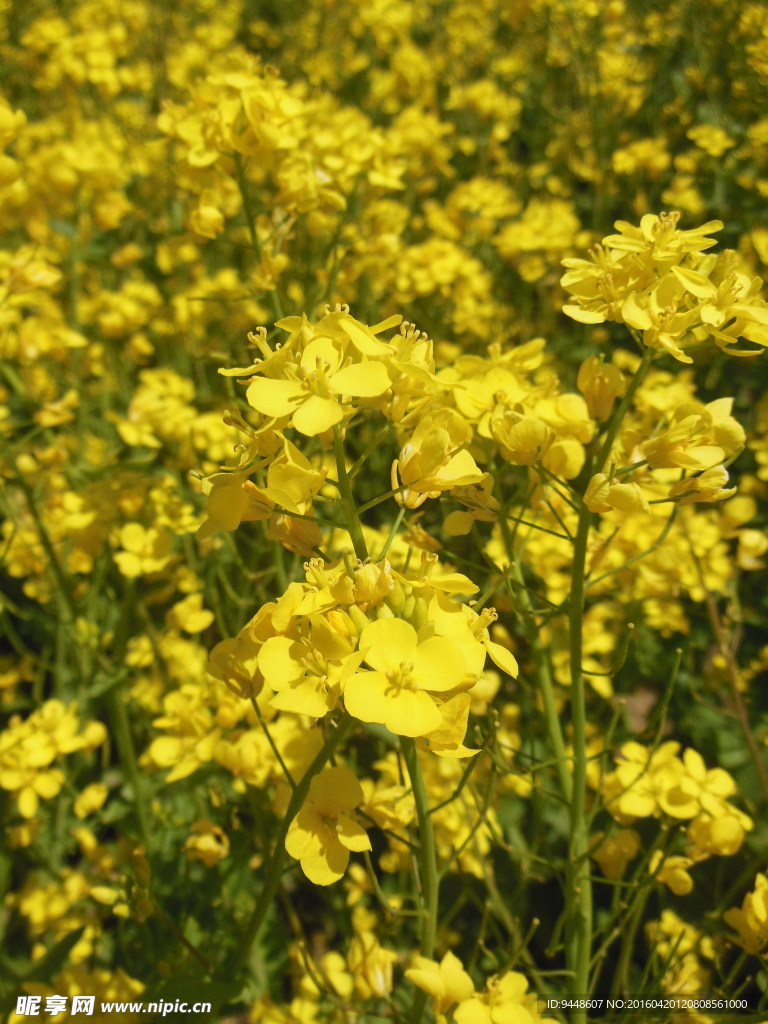油菜花