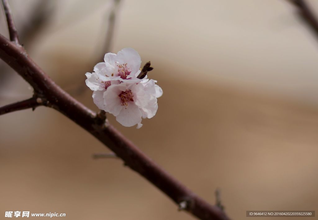 梅花