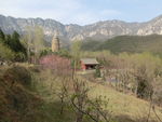 登封春景