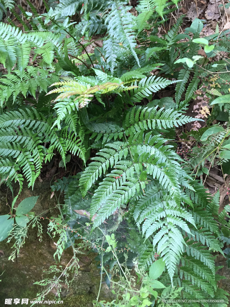 蕨类植物