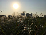 夕阳下的芦苇荡
