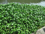 水生植物