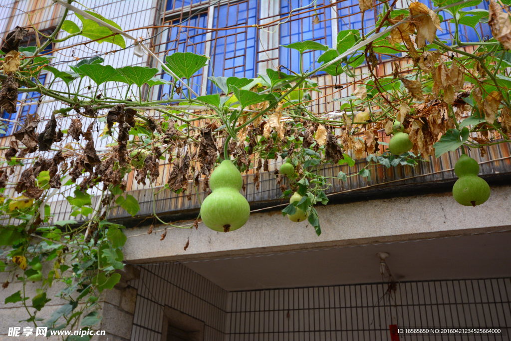 葫芦