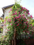 蔷薇花
